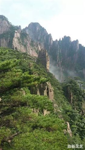 菇新灵芝黄山行 菇新灵芝黄山行