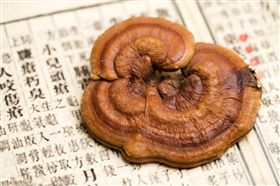 灵芝治肺 灵芝治肺