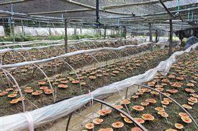 从古至今 人们对于灵芝分外推崇