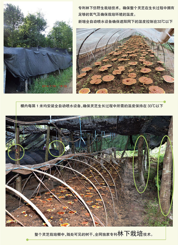 茹宝赤灵芝子实体
