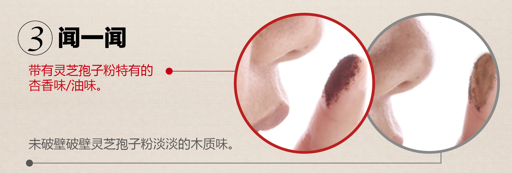 菇新破壁灵芝孢子粉
