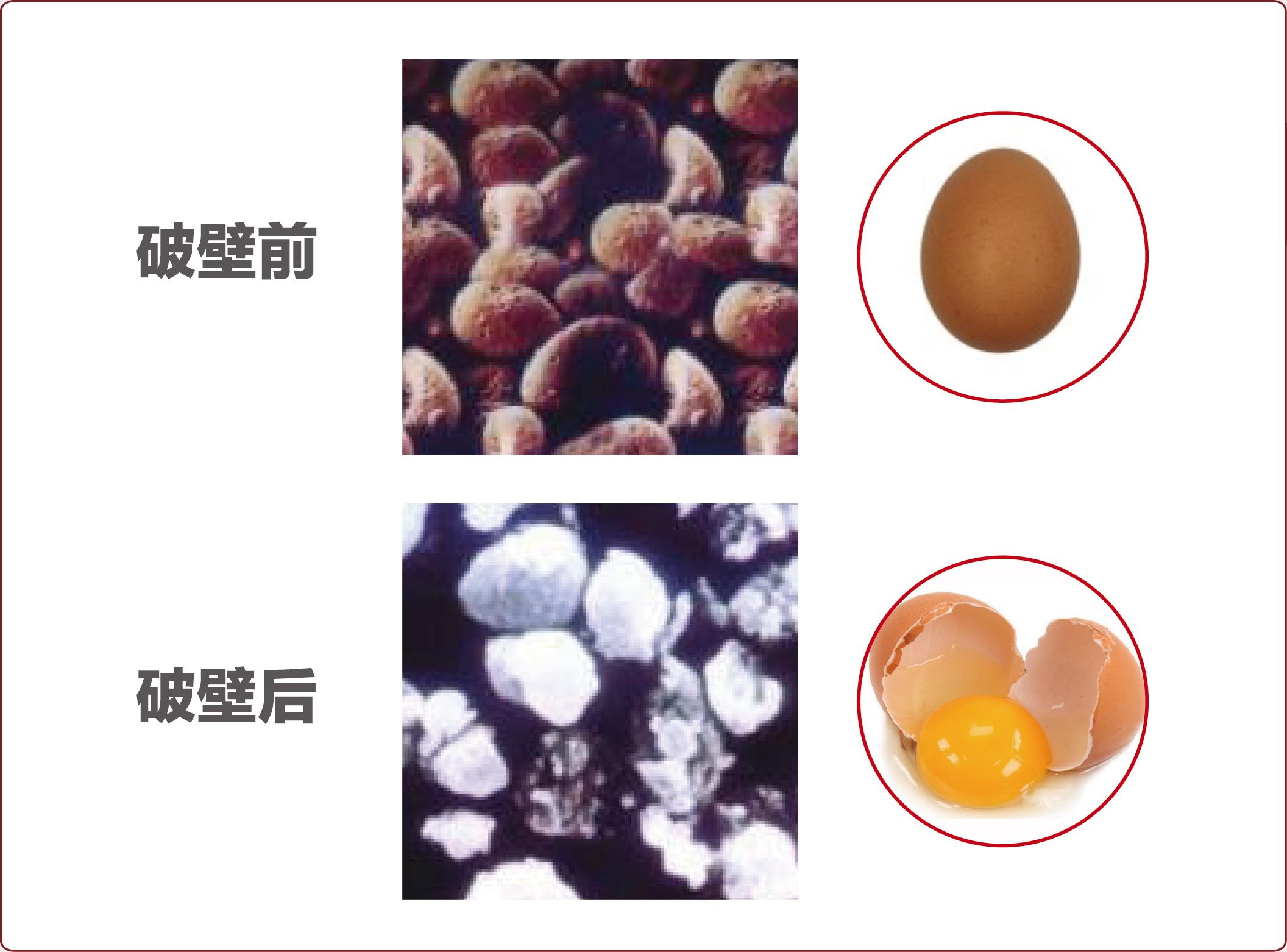 菇新破壁灵芝孢子粉破壁前后对比