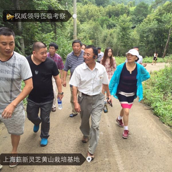 菇新灵芝