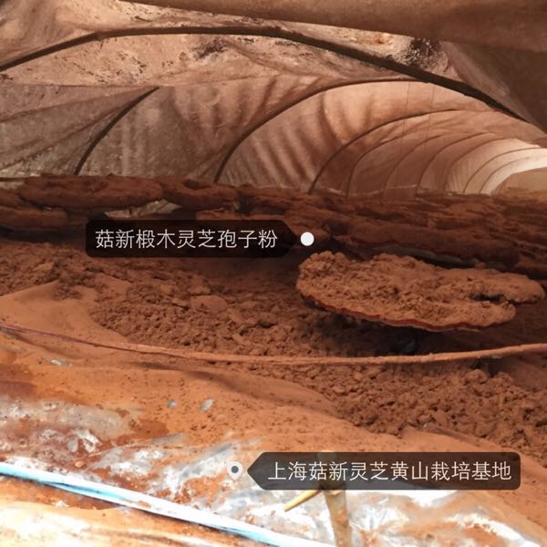 菇新灵芝