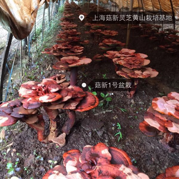 菇新灵芝