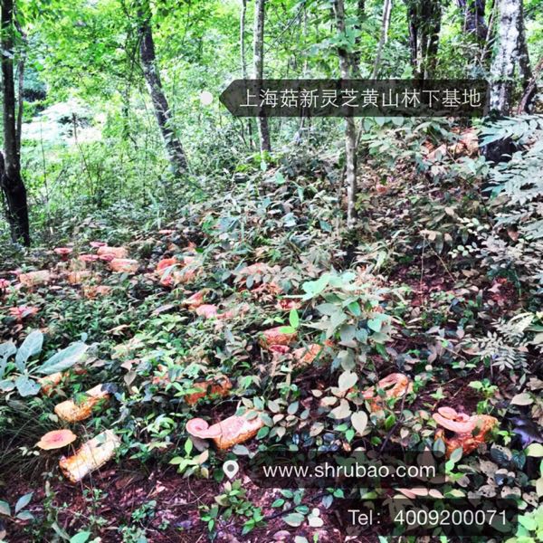 菇新灵芝