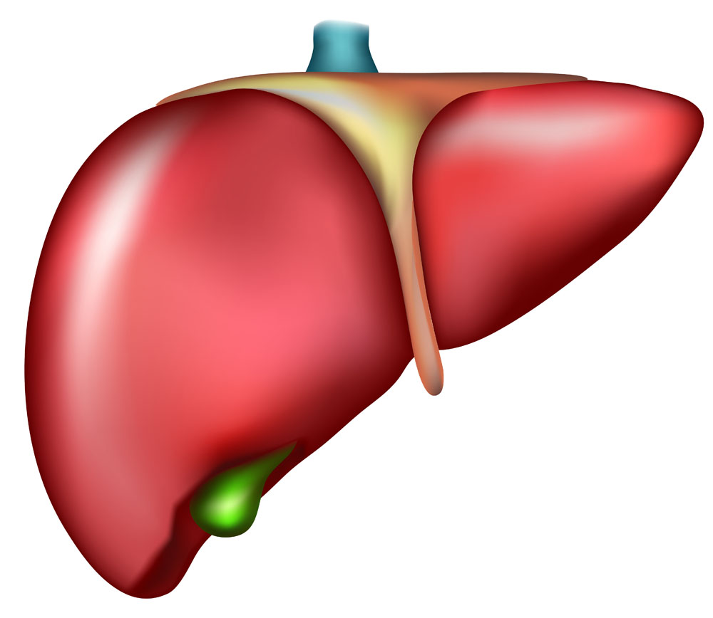 肝脏是人体健康的重要保障