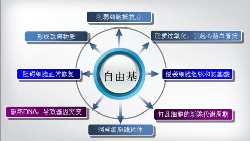 菇新灵芝提醒 自由基的危害