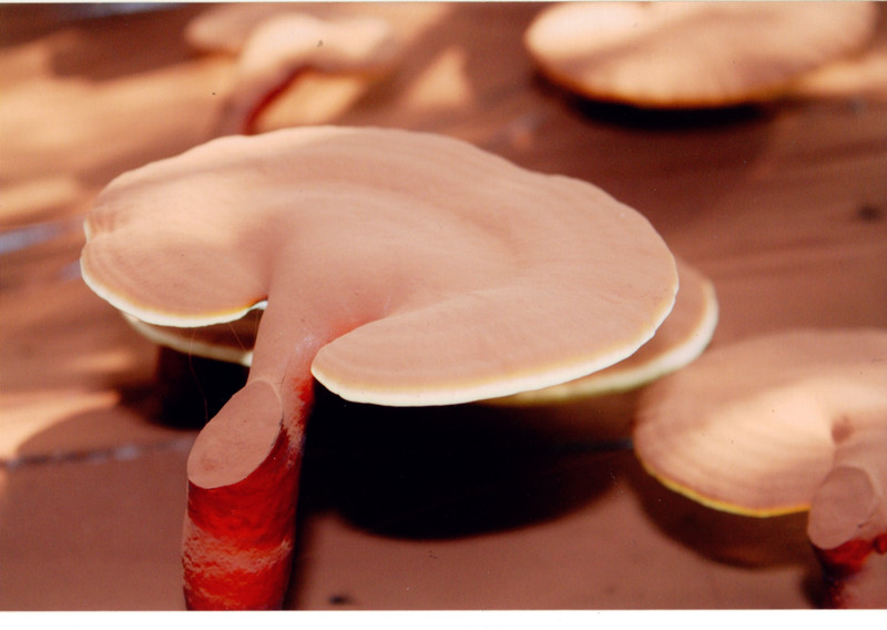 灵芝破壁孢子粉 灵芝破壁孢子粉