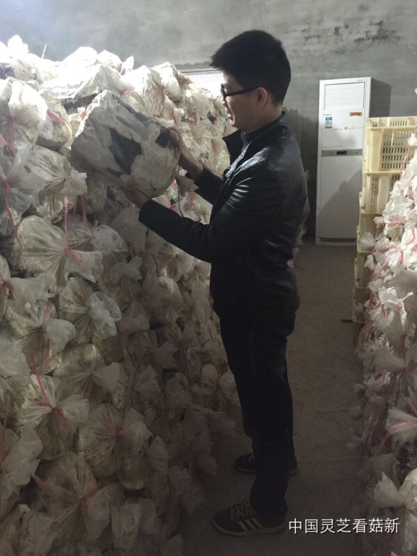 2016.1.14 菇新灵芝黄山基地考察报道