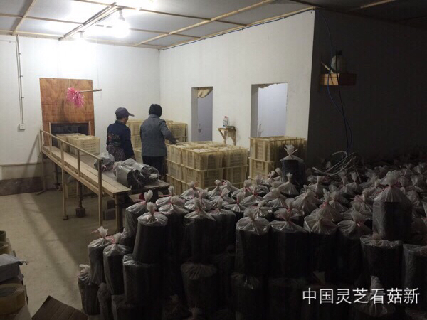 2016.1.14 菇新灵芝黄山基地考察报道