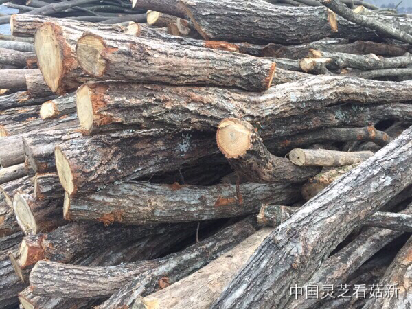 2016.1.14 菇新灵芝黄山基地考察报道