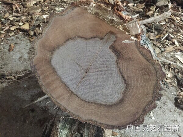 2016.1.14 菇新灵芝黄山基地考察报道