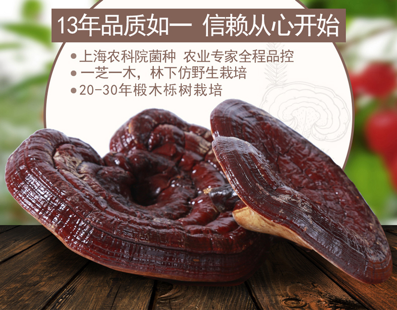 菇新 赤灵芝 韩芝