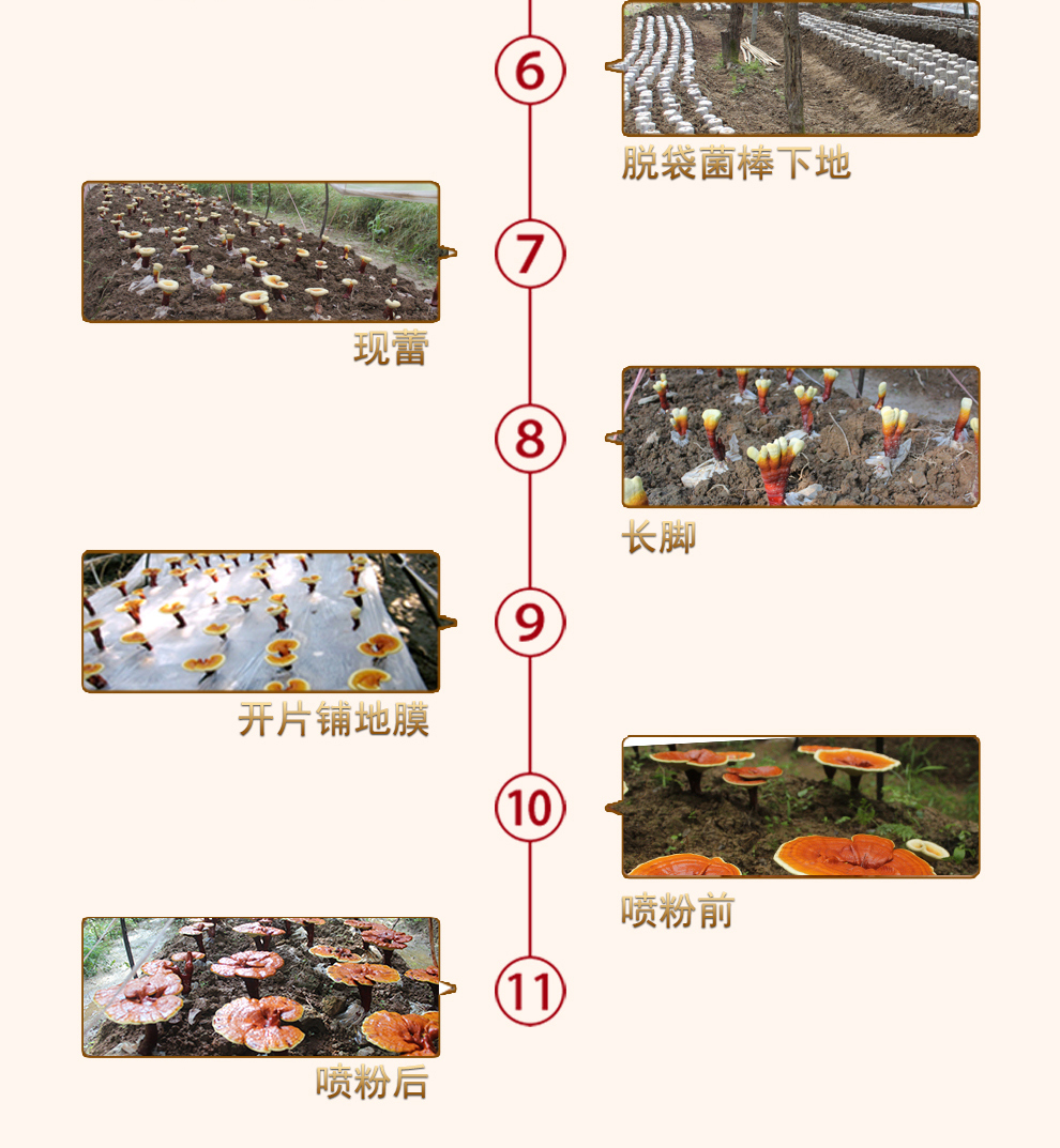 上海菇新赤灵芝子实体 日芝赤灵芝