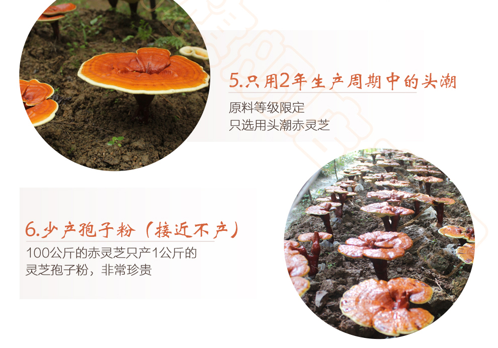 上海菇新赤灵芝子实体 日芝赤灵芝