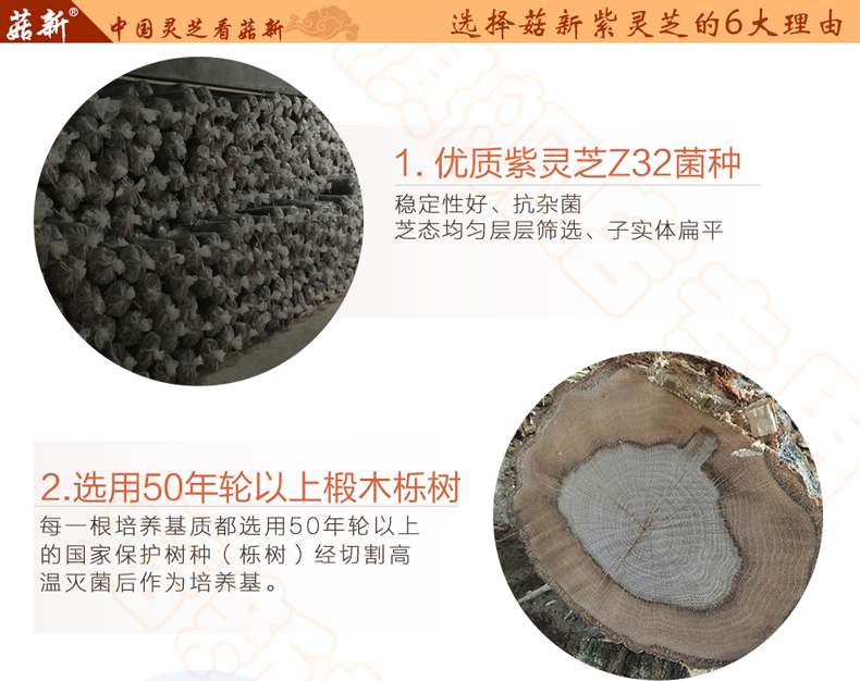 菇新紫灵芝