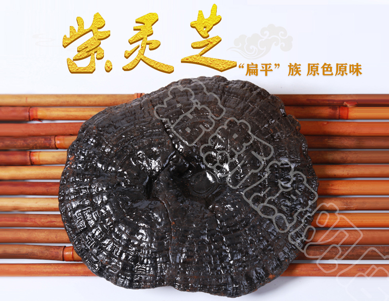 菇新紫灵芝