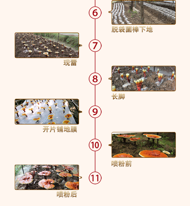 上海菇新 椴木黄灵芝