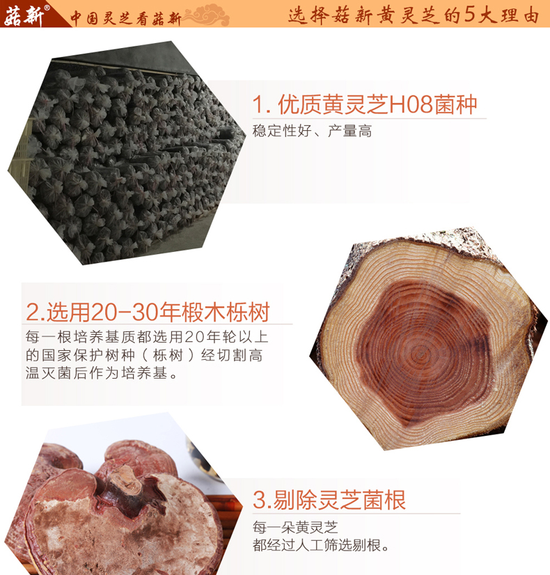 上海菇新 椴木黄灵芝