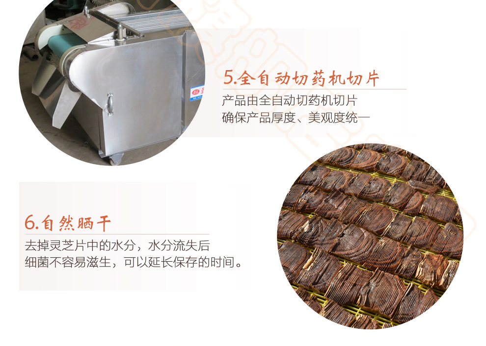 菇新 赤灵芝切片 韩芝片