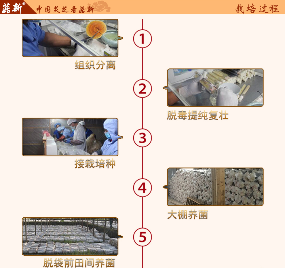 菇新 赤灵芝切片 韩芝片