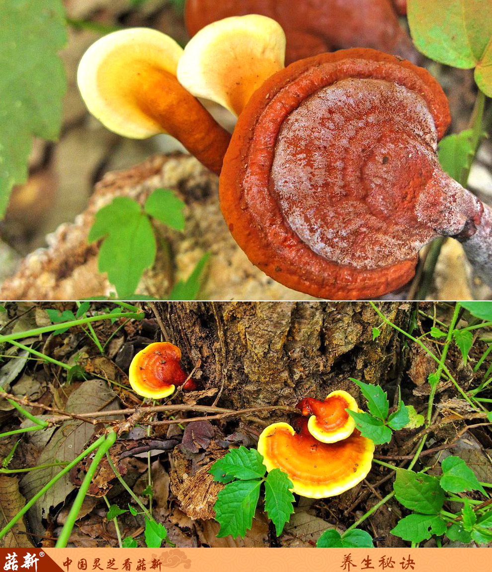 上海菇新 野生灵芝 小个头