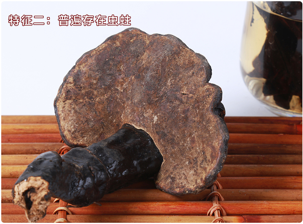 上海菇新 野生灵芝 小个头