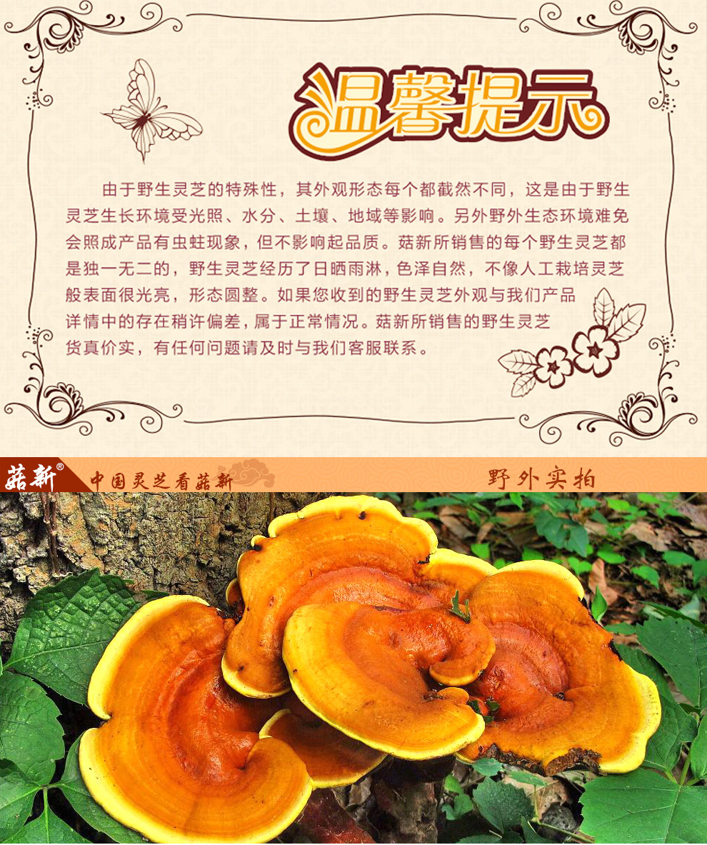 上海菇新 野生灵芝 小个头