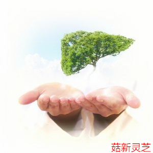 春季应注意保护肝脏 春季应注意保护肝脏