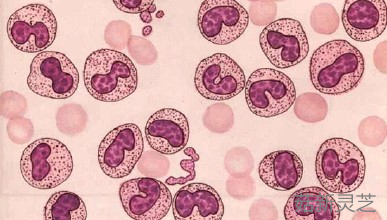 灵芝破壁孢子粉可提升白细胞数量