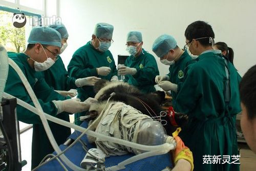 菇新灵芝孢子粉：雅安大熊猫死亡 被发现时身上多处伤情