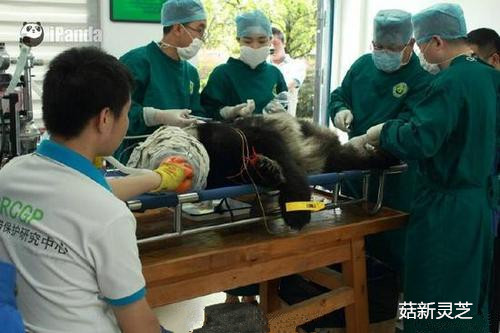 菇新灵芝孢子粉：雅安大熊猫死亡 被发现时身上多处伤情