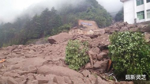 福建三明山体滑坡现场 菇新灵芝孢子粉报