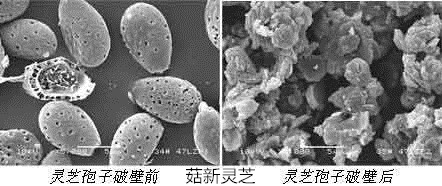 灵芝孢子粉破壁前后对比