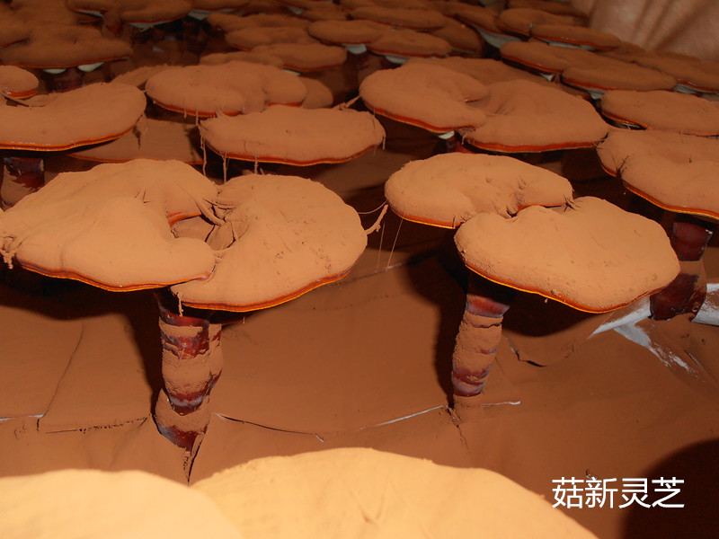 灵芝孢子粉的神奇功效