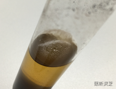 破壁灵芝孢子粉上浮着油层