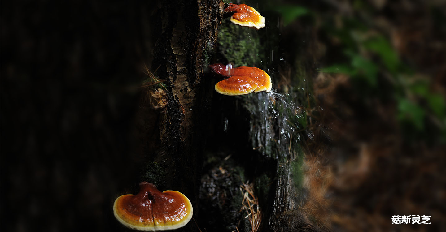 破壁灵芝孢子粉是灵芝的种子