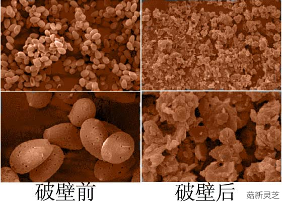 灵芝孢子粉破壁前后对比