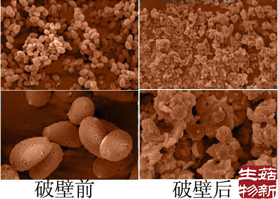 灵芝孢子粉破壁前后对比图