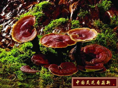 灵芝和灵芝孢子粉究竟哪个更好 灵芝和灵芝孢子粉究竟哪个更好