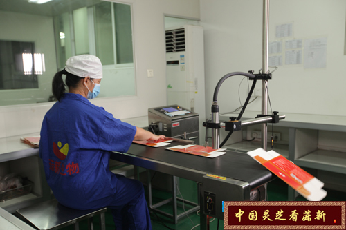 菇新破壁灵芝孢子粉生产流水线