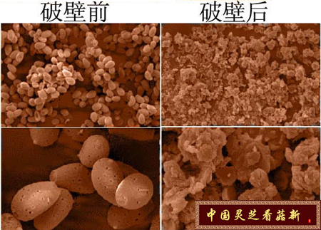 破壁前后的灵芝孢子粉对比