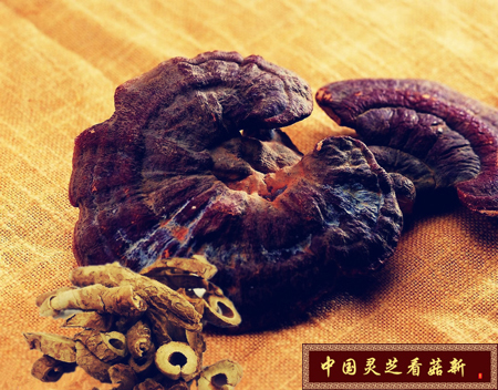 灵芝的好坏同样决定了孢子粉的优劣