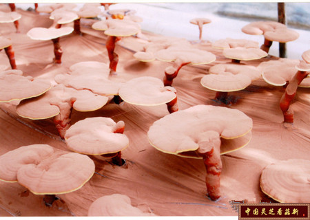 灵芝孢子粉在医学领域的研究成果