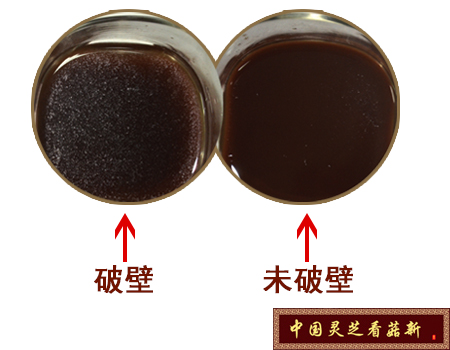 破壁灵芝孢子粉溶于水 破壁灵芝孢子粉溶于水