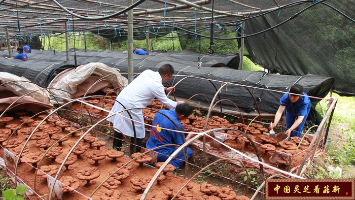 灵芝孢子粉空腹吃好么