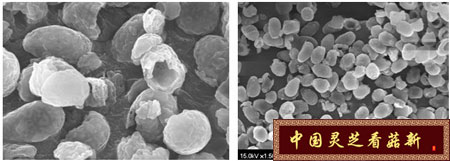 破壁后的灵芝孢子粉（图）