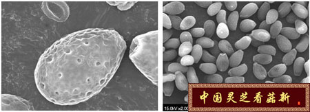 电子显微镜下的未破壁灵芝孢子粉