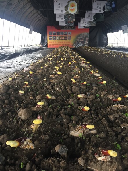 附图:菇新灵芝栽培示范基地内的灵芝已经出芽